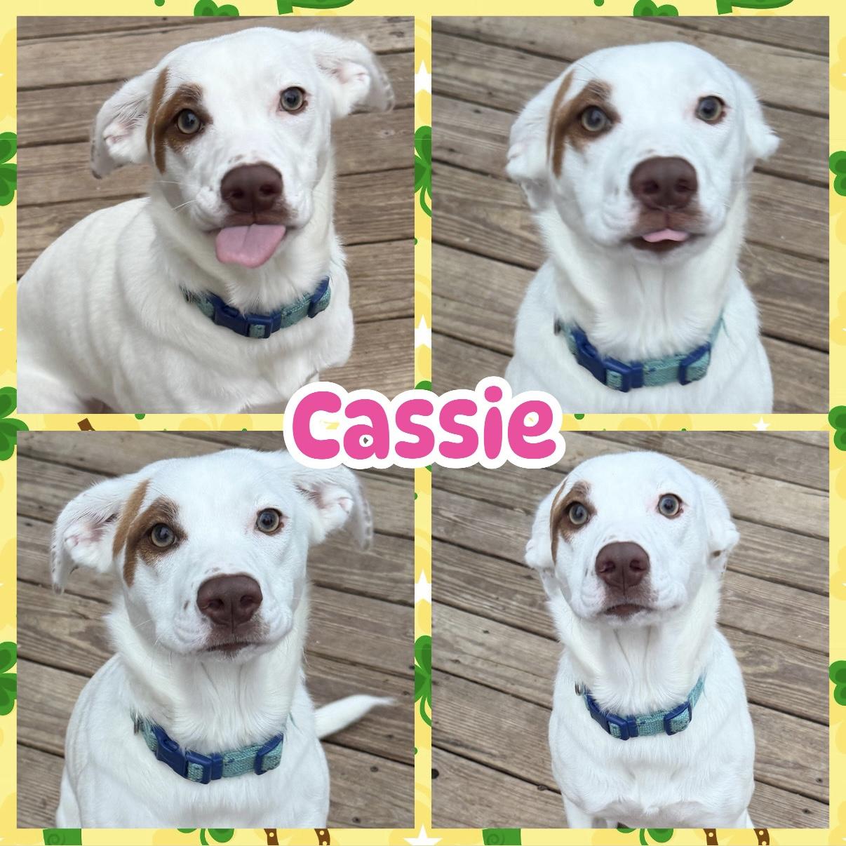 Cassie, adopted, Young Female Labrador Retriever.