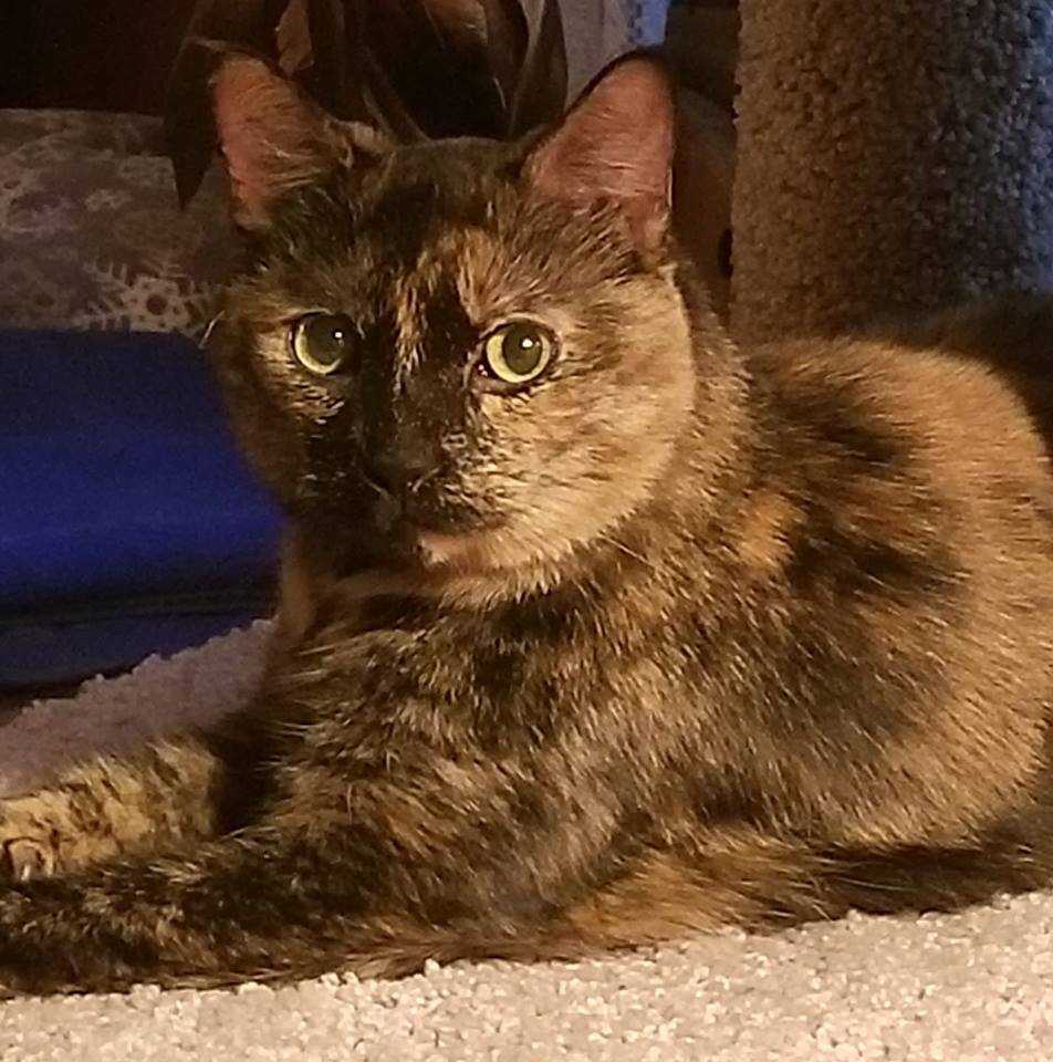 Bella, a Adoptable Tortoiseshell in Waverly, IA image 6/6
