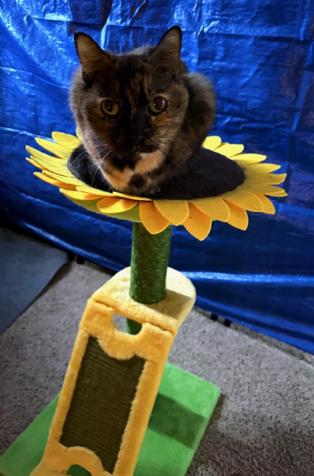 Bella — thumbnail 2