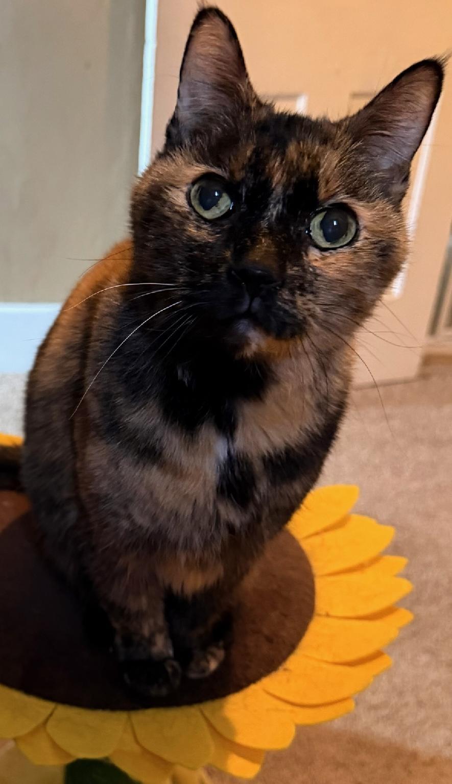 Enlarge Bella, a Adoptable Tortoiseshell in Waverly, IA image 6/6