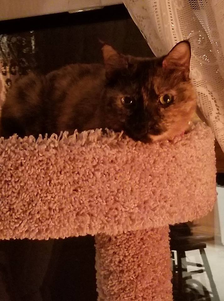 Bella, an adoptable Tortoiseshell in Waverly, IA, 50677 | Photo Image 3