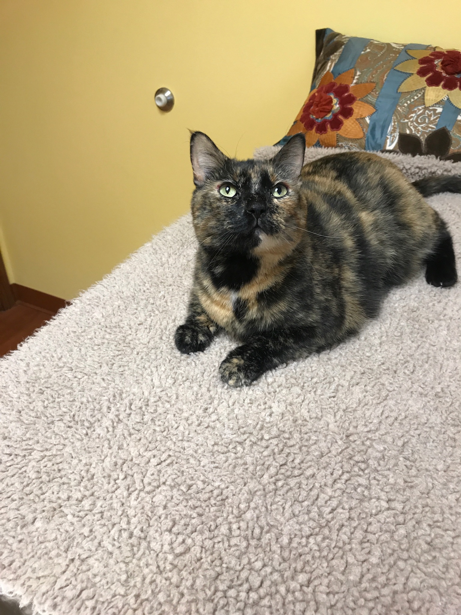 Bella, an adoptable Tortoiseshell in Waverly, IA, 50677 | Photo Image 4