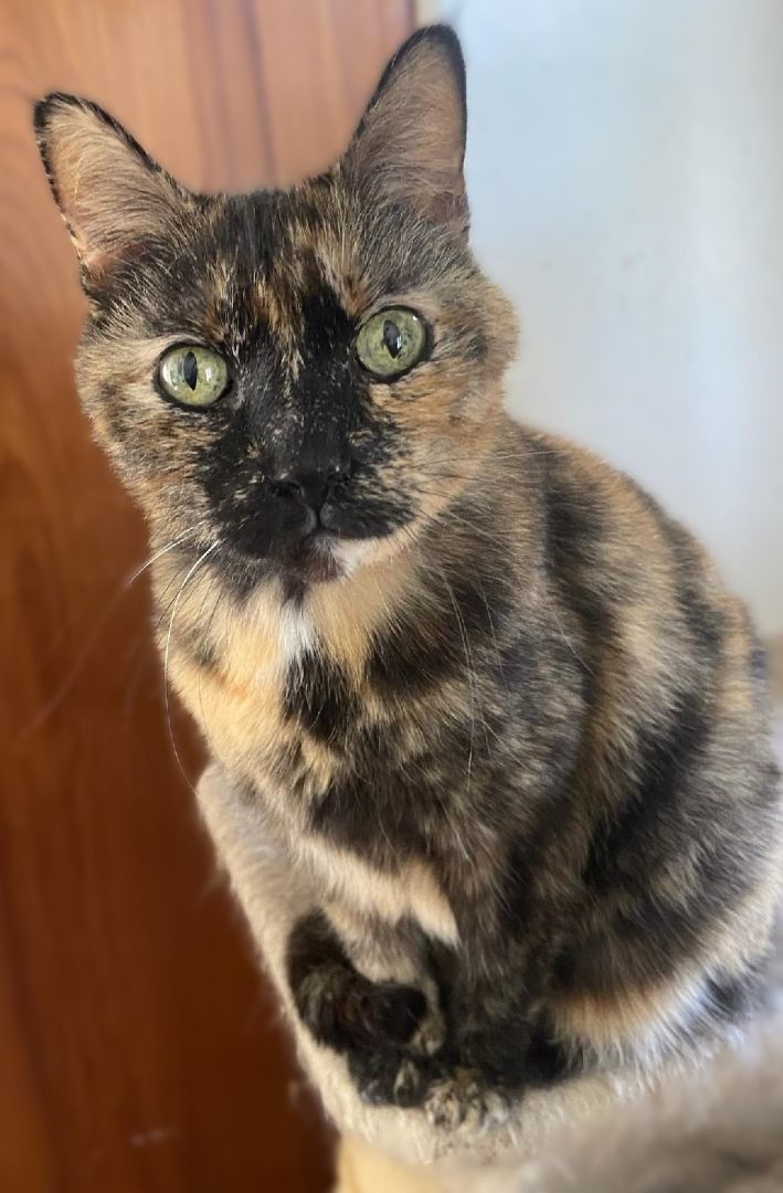 Bella, a Adoptable Tortoiseshell in Waverly, IA image 1/6