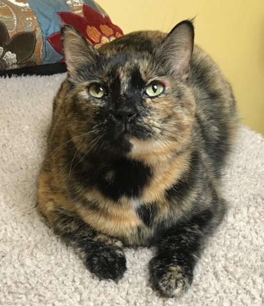 Bella, a Adoptable Tortoiseshell in Waverly, IA image 3/6