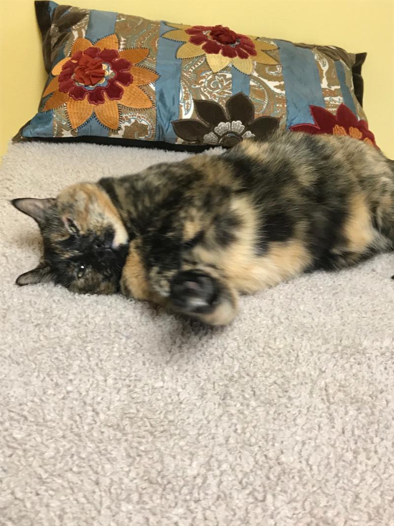 Bella, an adoptable Tortoiseshell in Waverly, IA, 50677 | Photo Image 6