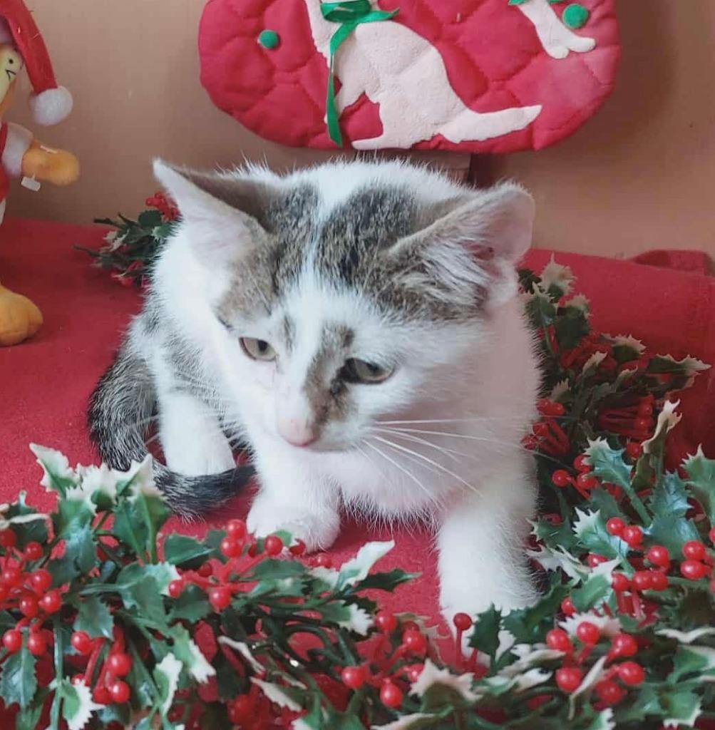 McQueen, Adoptable, Kitten Male Domestic Short Hair.