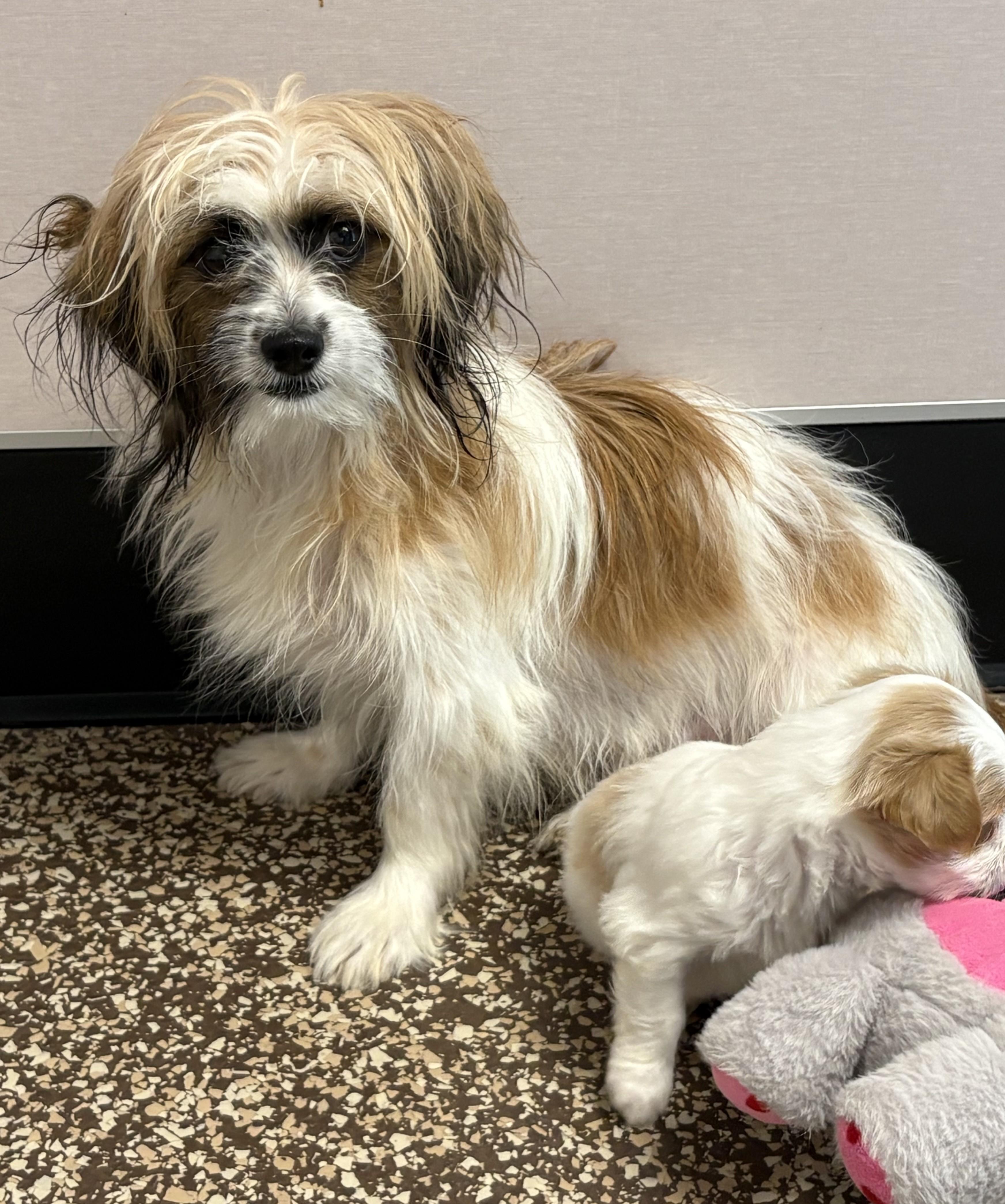 Brandy, ADOPTABLE, Young Female Shih Tzu & Terrier.