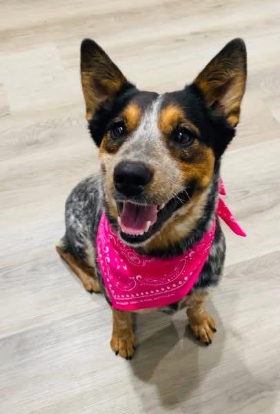 Enlarge Bluey, an adoptable Australian Cattle Dog / Blue Heeler in Moyock, NC image 2/6