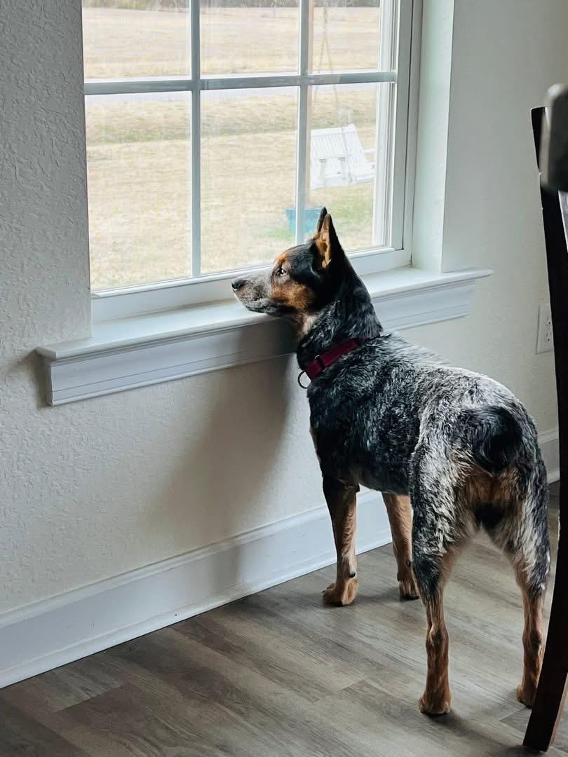 Enlarge Bluey, an adoptable Australian Cattle Dog / Blue Heeler in Moyock, NC image 4/6