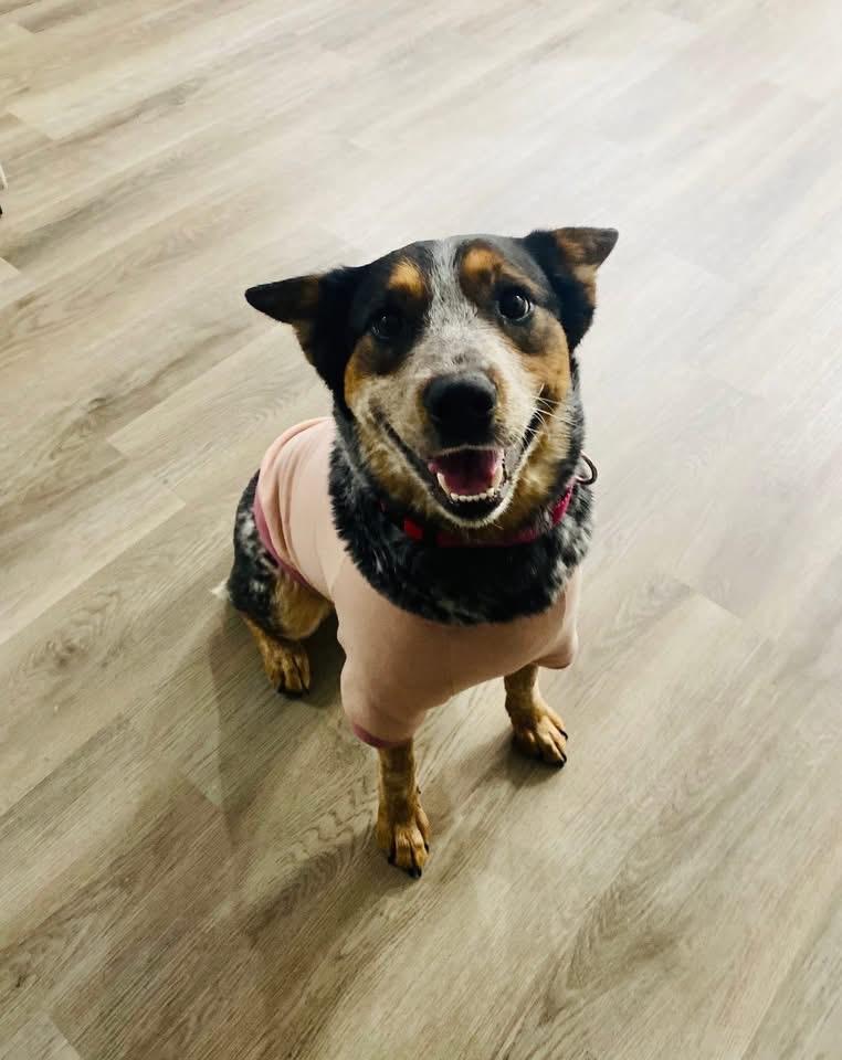 Enlarge Bluey, an adoptable Australian Cattle Dog / Blue Heeler in Moyock, NC image 1/6