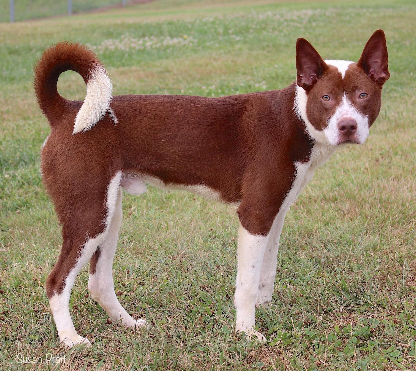 Enlarge Ram, a ADOPTABLE mixed breed in Bedford, VA image 2/3