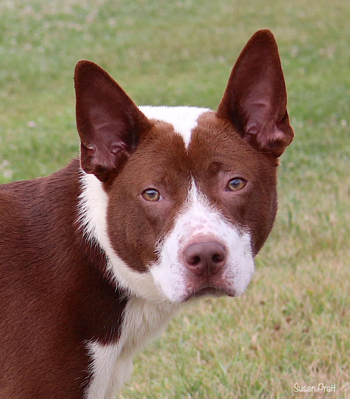 Ram, ADOPTABLE, Adult Male Smooth Fox Terrier.