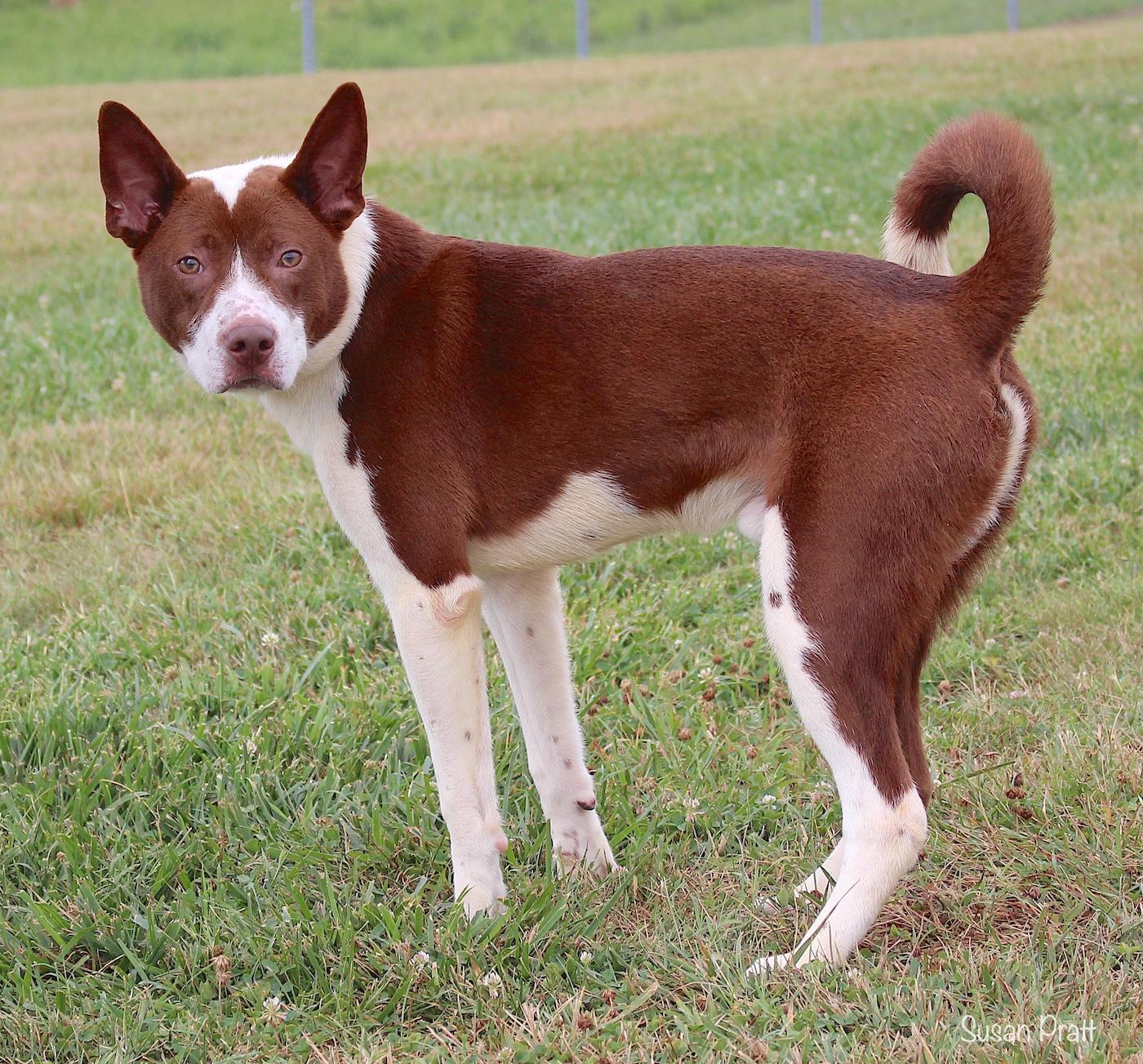 Enlarge Ram, a ADOPTABLE mixed breed in Bedford, VA image 3/3