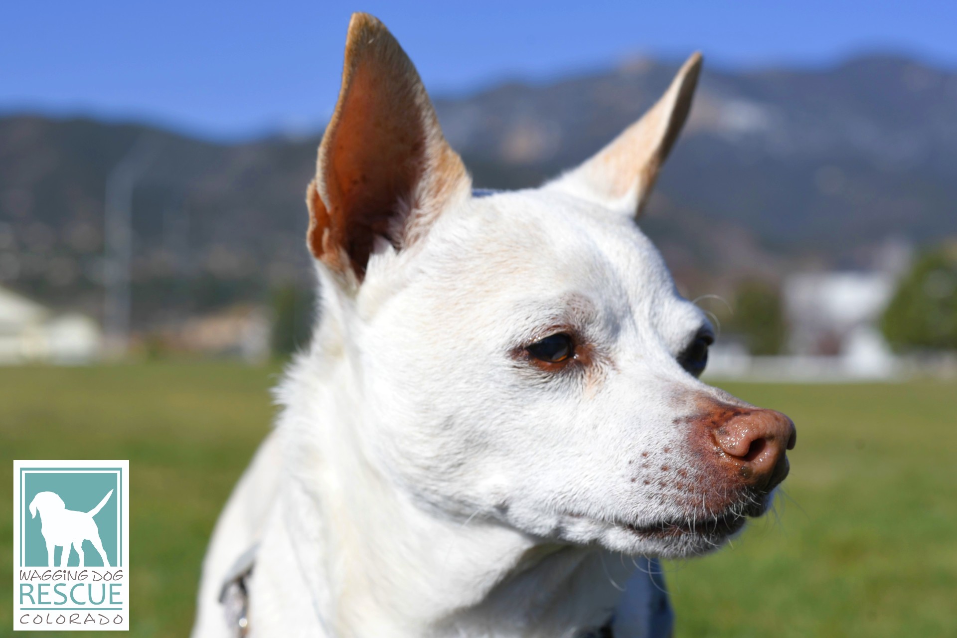 Duke, a Adoptable mixed breed in Denver, CO image 2/6