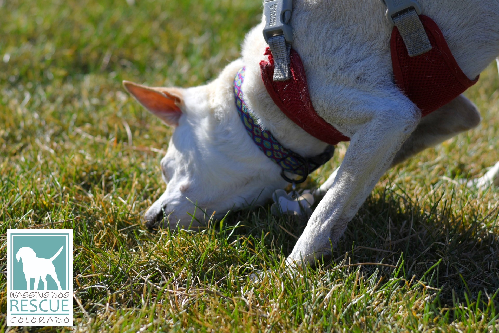 Duke, a Adoptable mixed breed in Denver, CO image 5/6