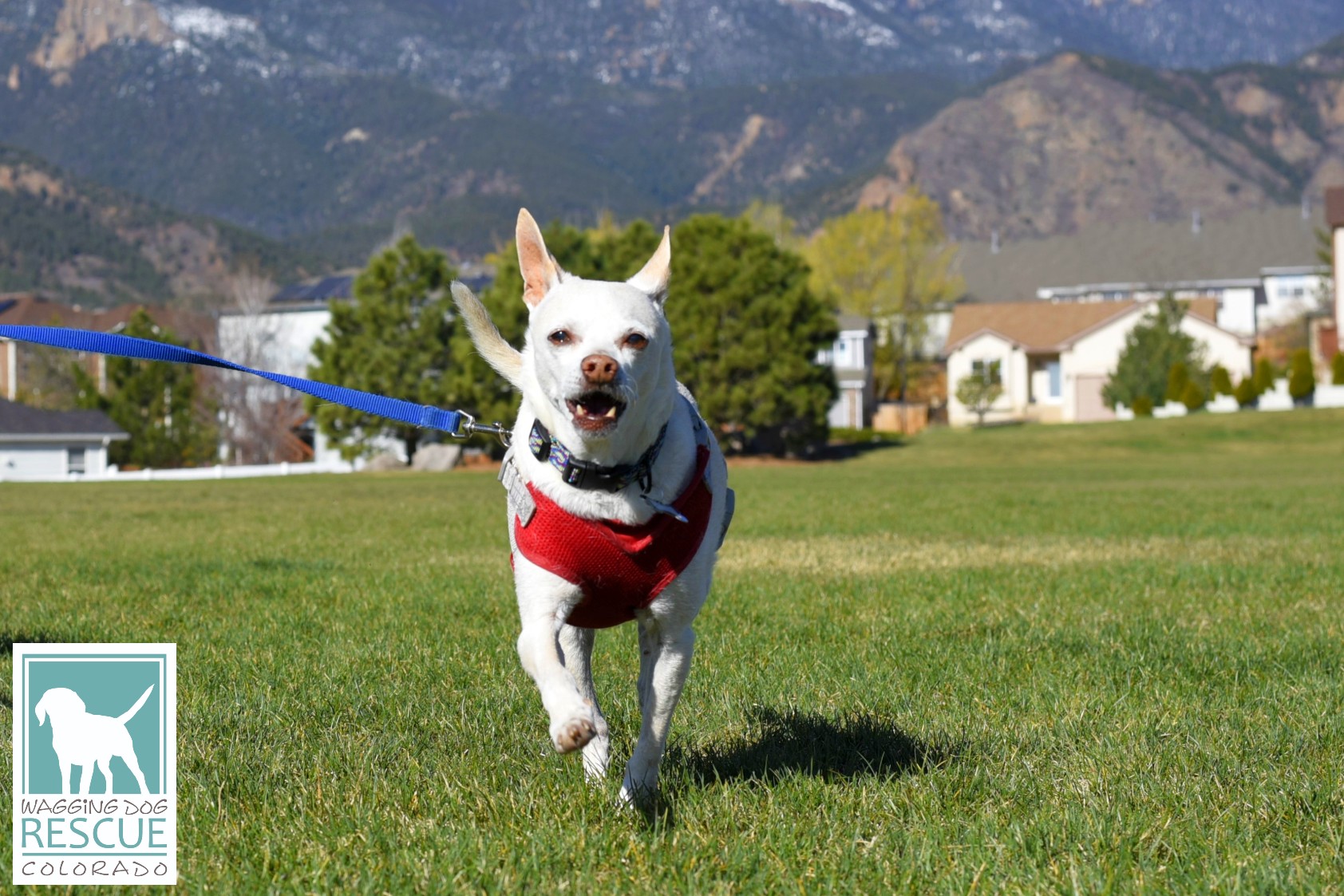 Duke, a Adoptable mixed breed in Denver, CO image 6/6