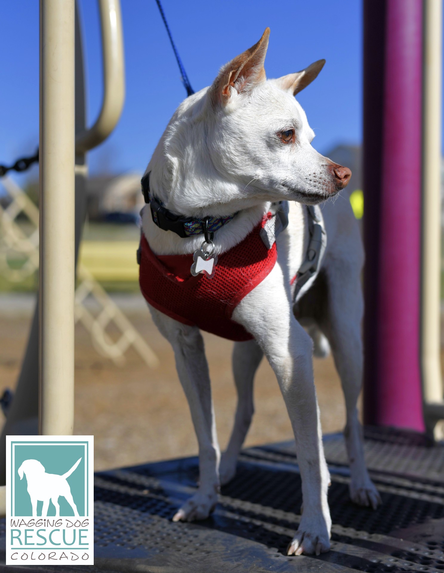 Duke, a Adoptable mixed breed in Denver, CO image 1/6