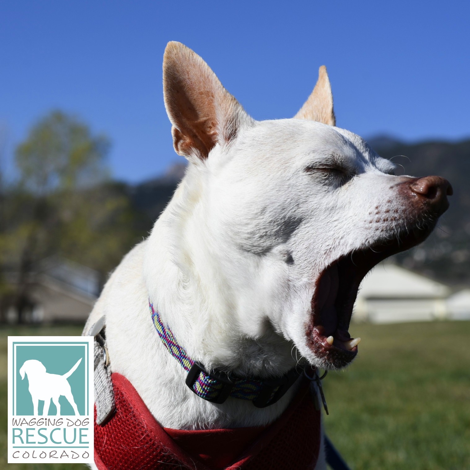 Duke, a Adoptable mixed breed in Denver, CO image 3/6