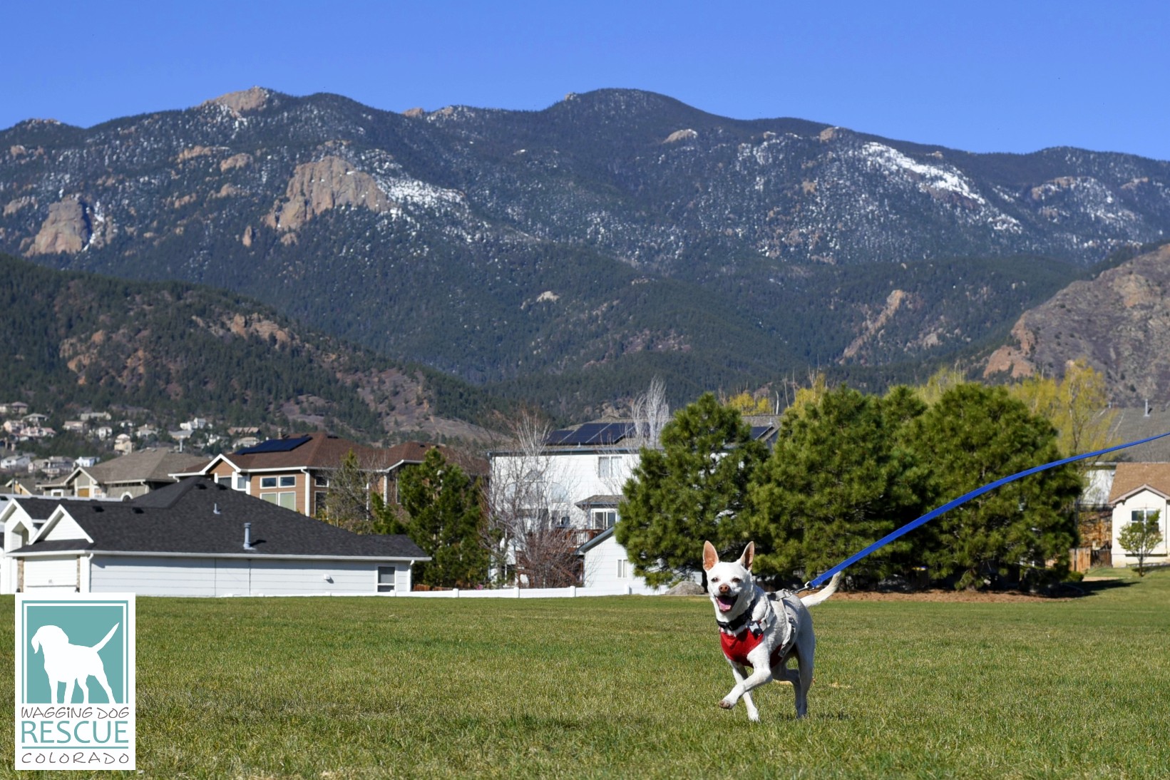 Duke, a Adoptable mixed breed in Denver, CO image 4/6