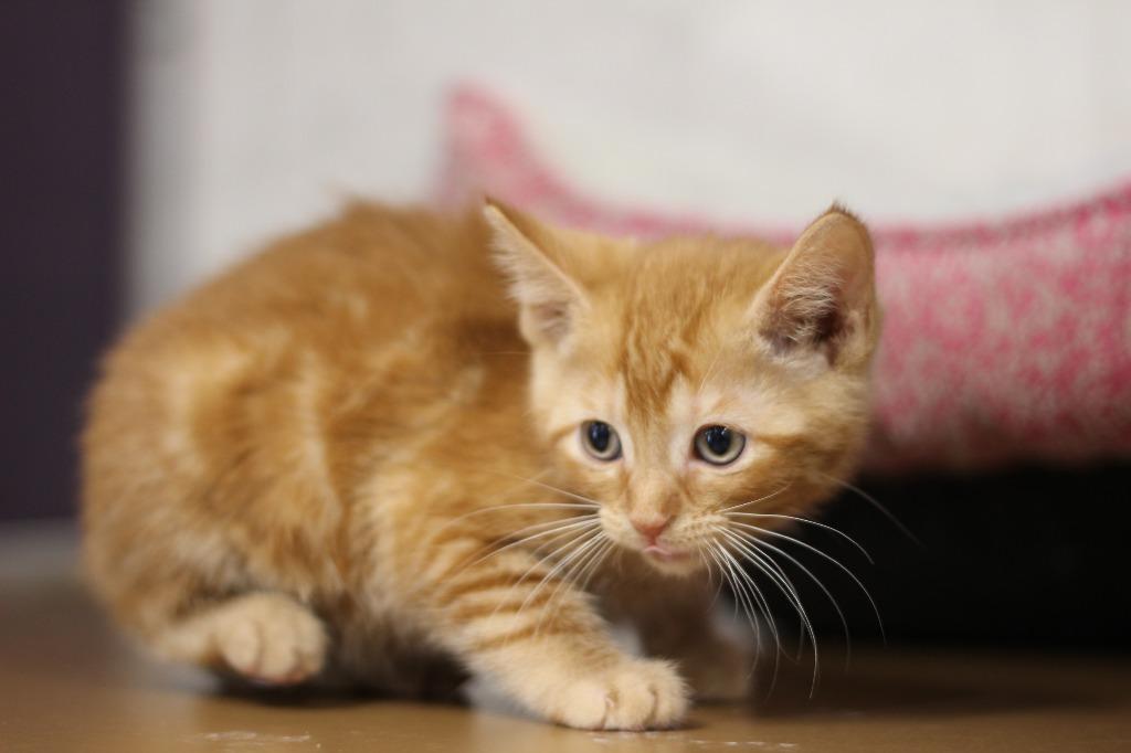 Luke, Adoptable, Kitten Male Domestic Short Hair.