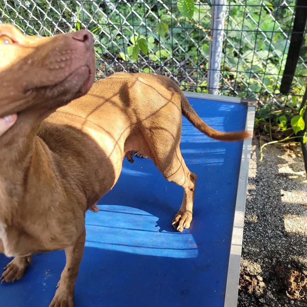Baby, a Adoptable Pit Bull Terrier in Dillon, SC image 1/2
