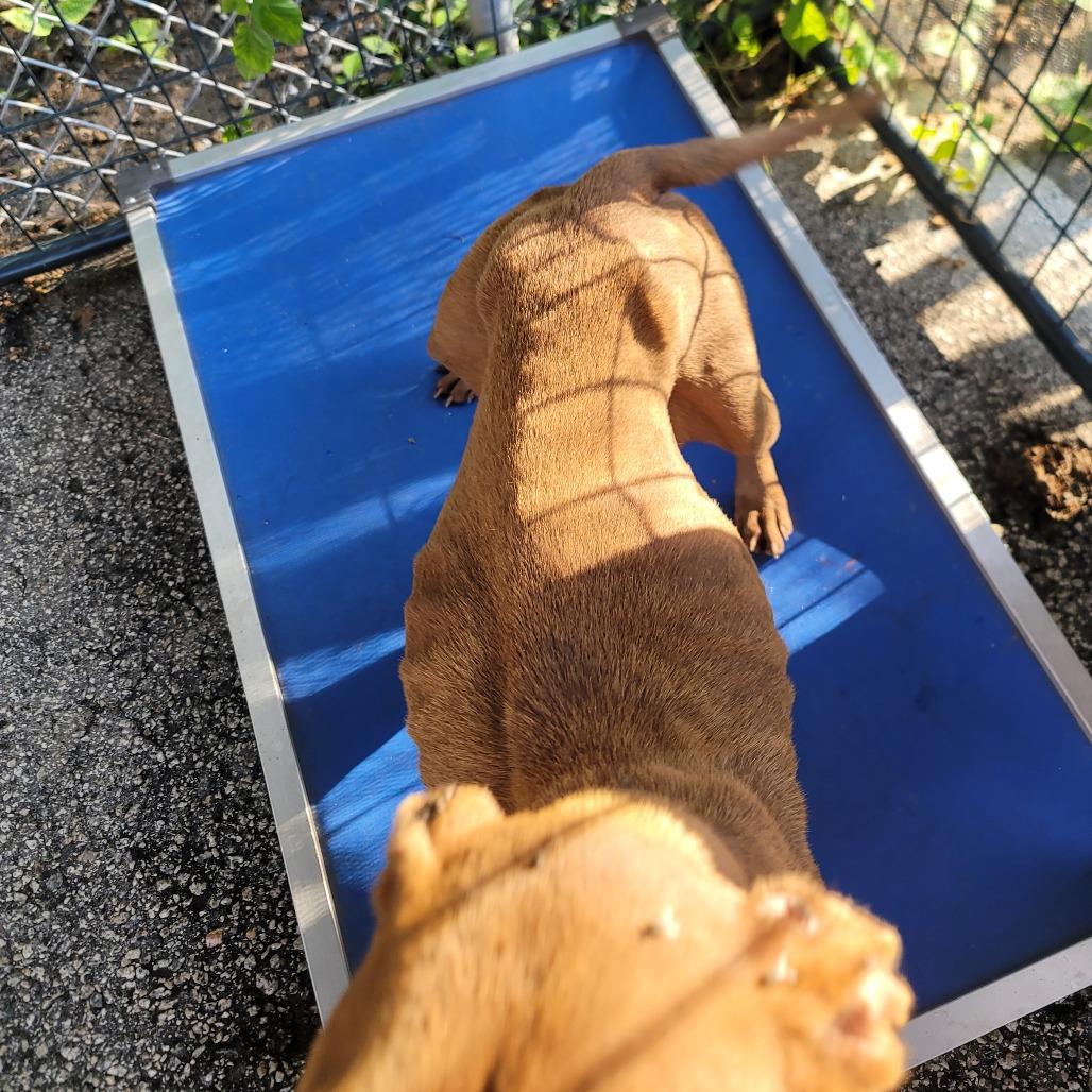 Baby, a Adoptable Pit Bull Terrier in Dillon, SC image 2/2