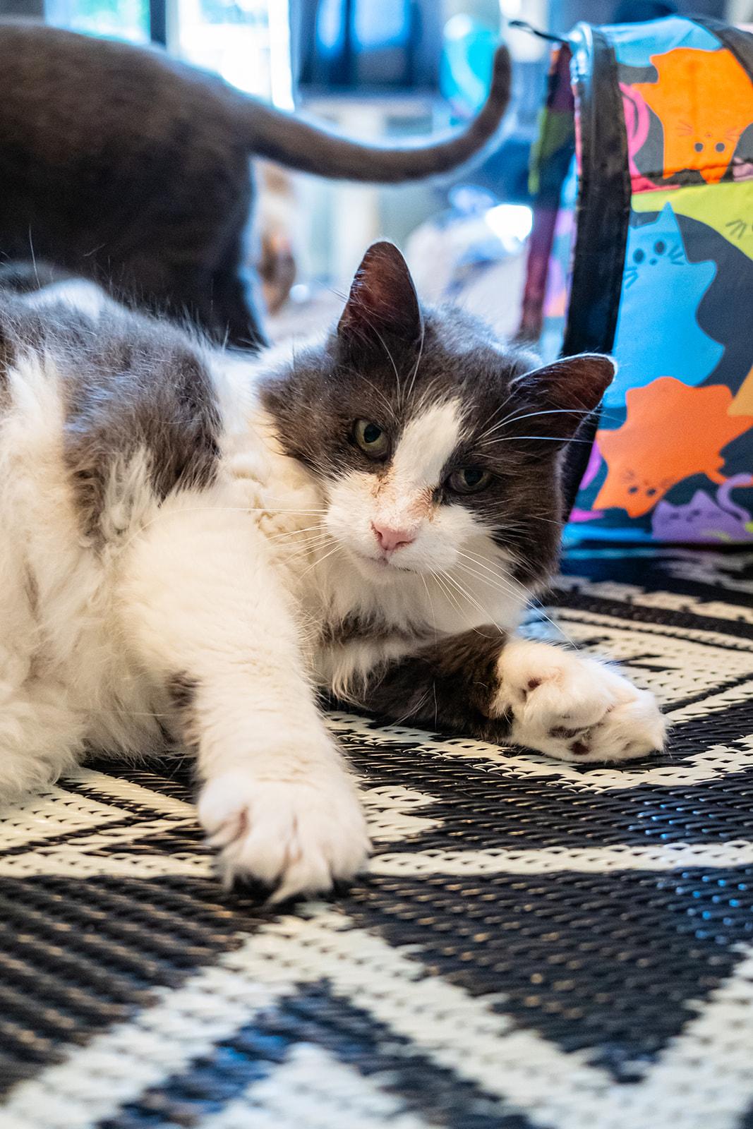 Enlarge Quack Quack, a Adoptable Domestic Long Hair in Dellslow, WV image 4/6