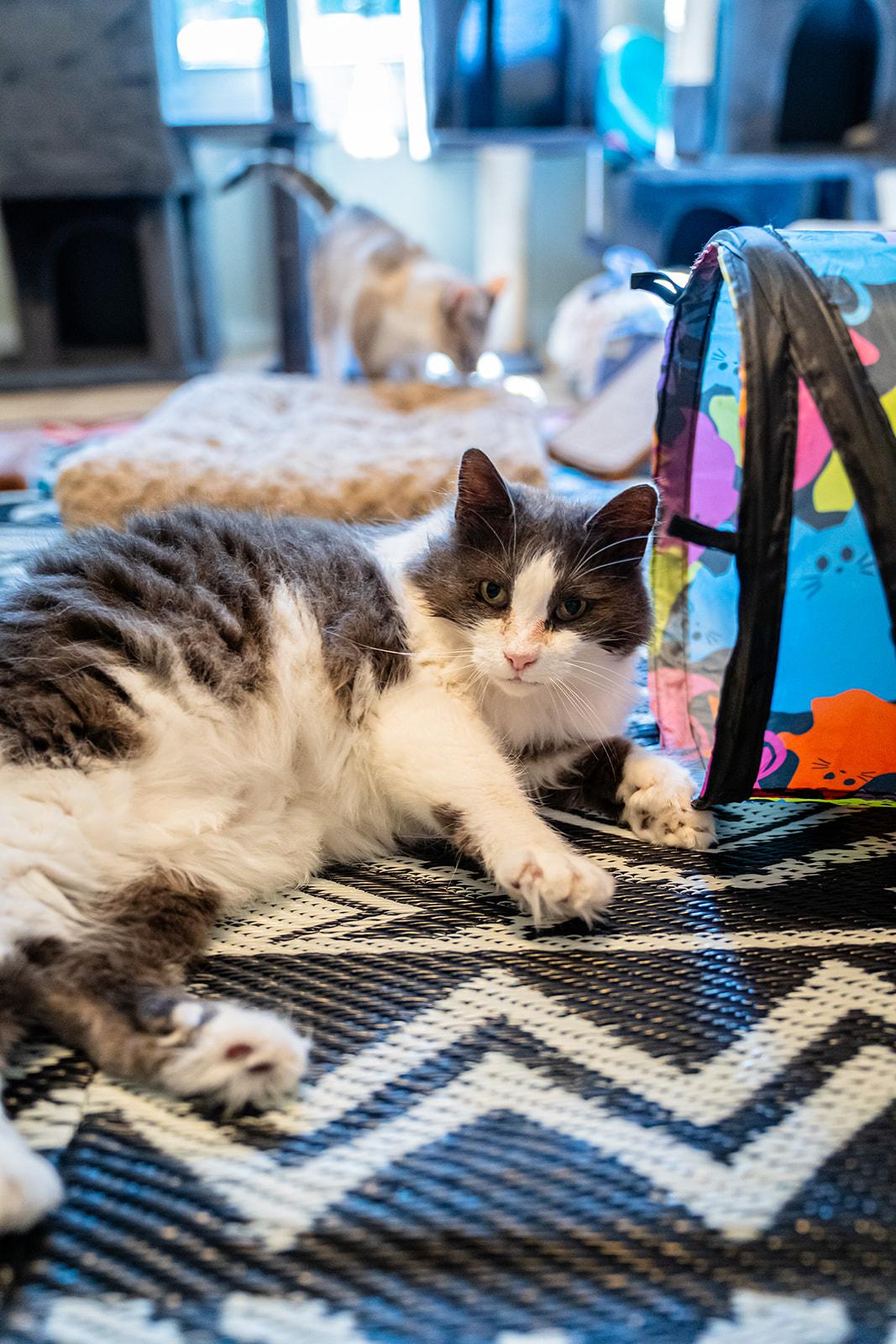 Quack Quack, Adoptable, Senior Female Domestic Long Hair.