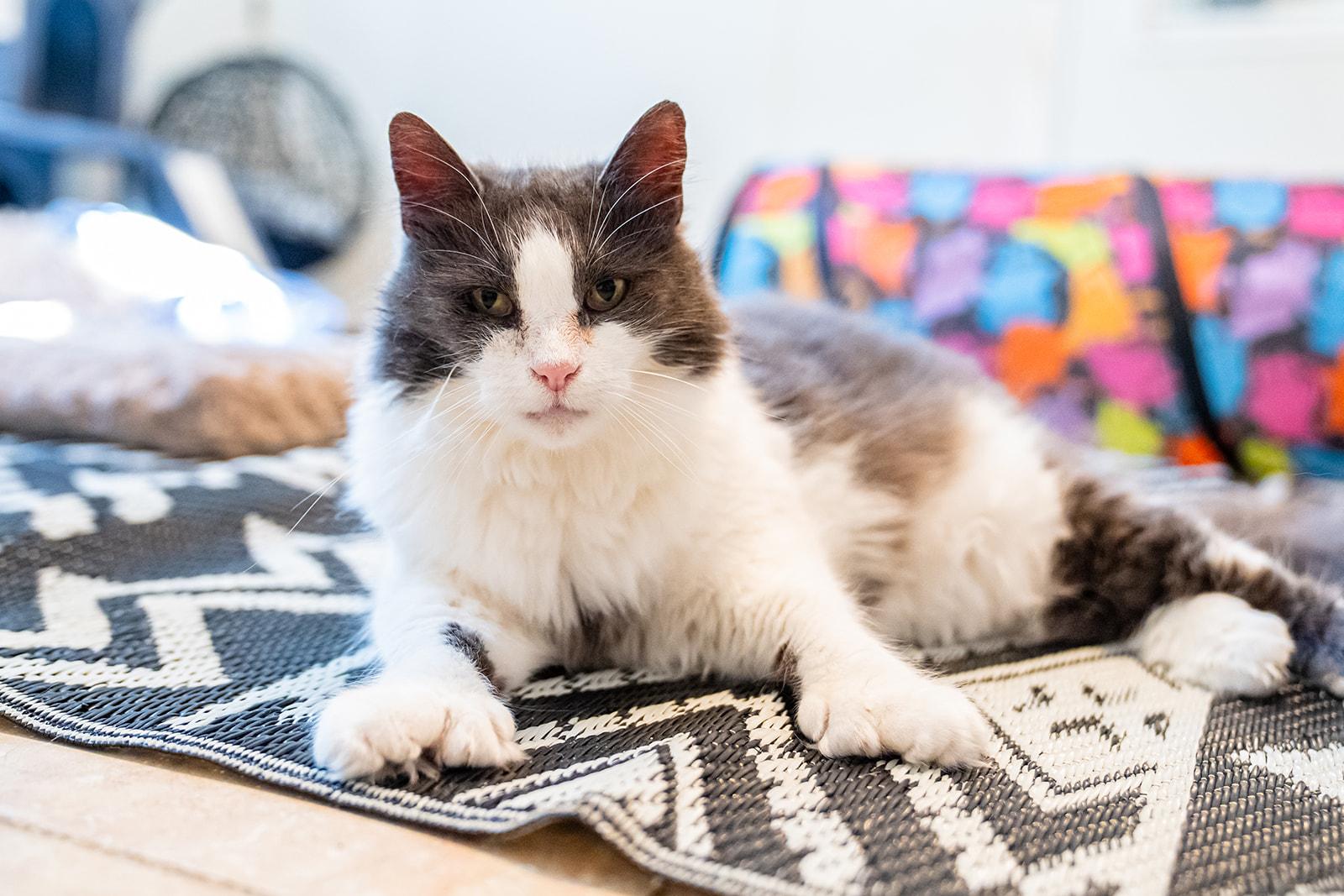 Enlarge Quack Quack, a Adoptable Domestic Long Hair in Dellslow, WV image 6/6