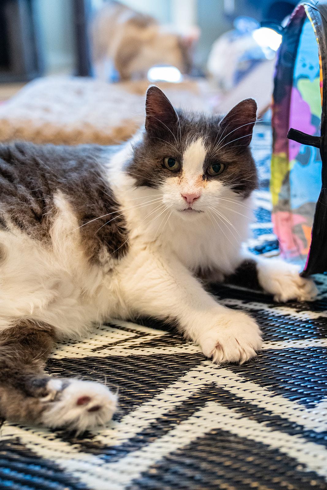 Enlarge Quack Quack, a Adoptable Domestic Long Hair in Dellslow, WV image 2/6
