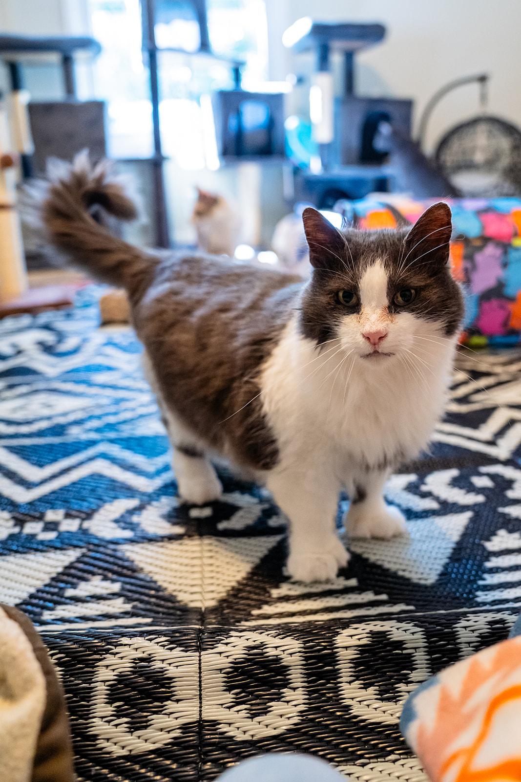 Enlarge Quack Quack, a Adoptable Domestic Long Hair in Dellslow, WV image 5/6