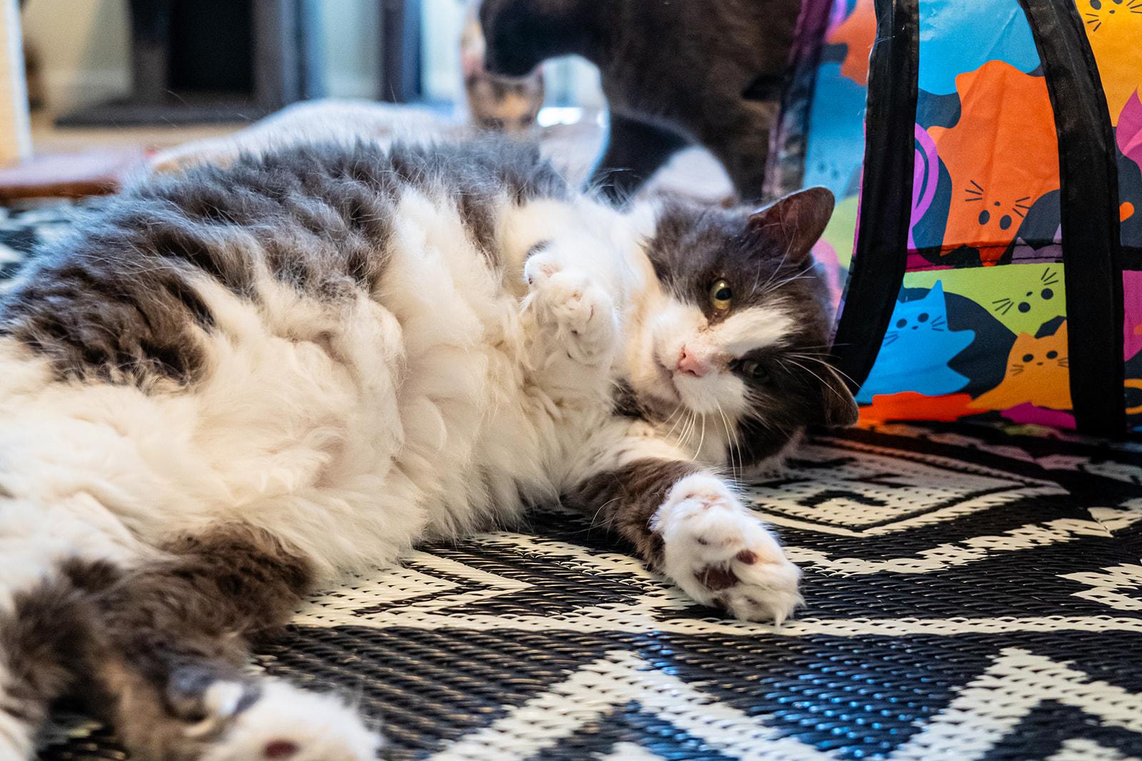 Enlarge Quack Quack, a Adoptable Domestic Long Hair in Dellslow, WV image 3/6