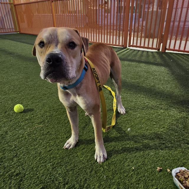 Enlarge CHARLES, a Adoptable mixed breed in Las Vegas, NV image 1/1