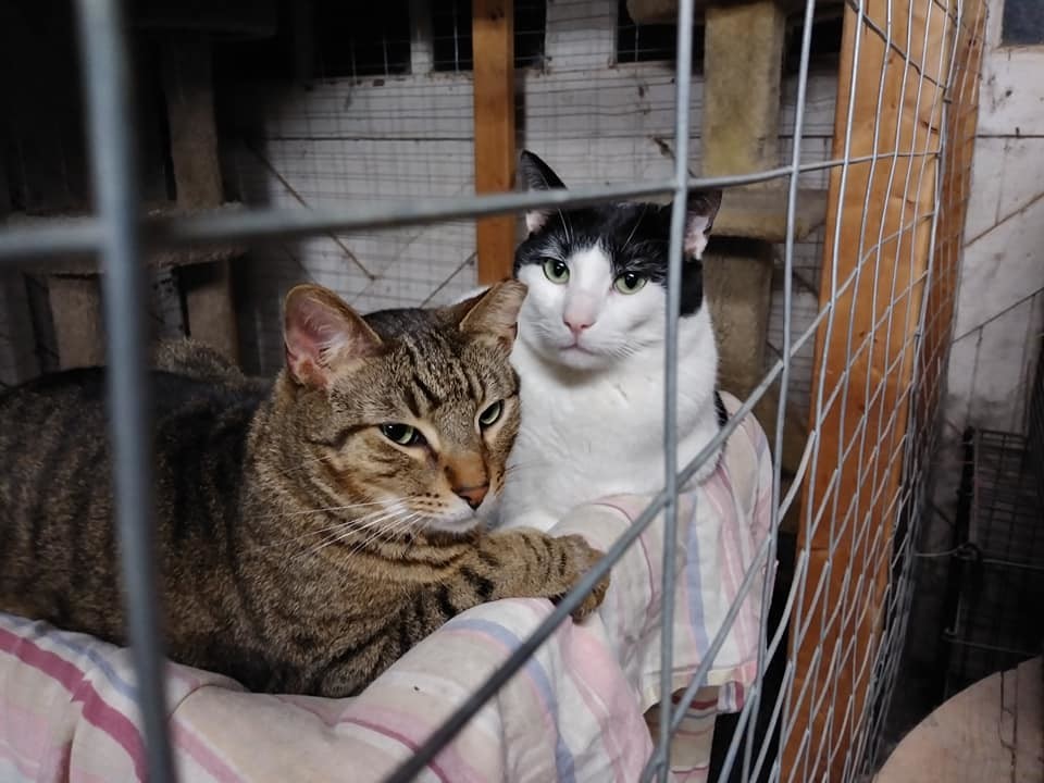 Buster, Adoptable, Adult Male Domestic Short Hair & Tabby.