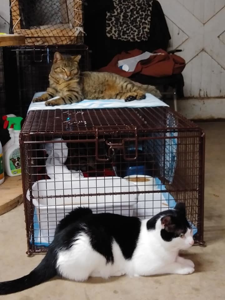 Buster, a Adoptable mixed breed in Watkinsville, GA image 2/10