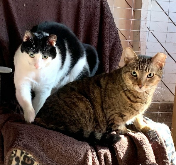 Buster, a Adoptable mixed breed in Watkinsville, GA image 3/10