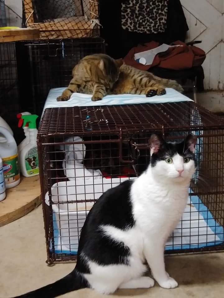 Buster, Adoptable, Adult Male Domestic Short Hair & Tabby.