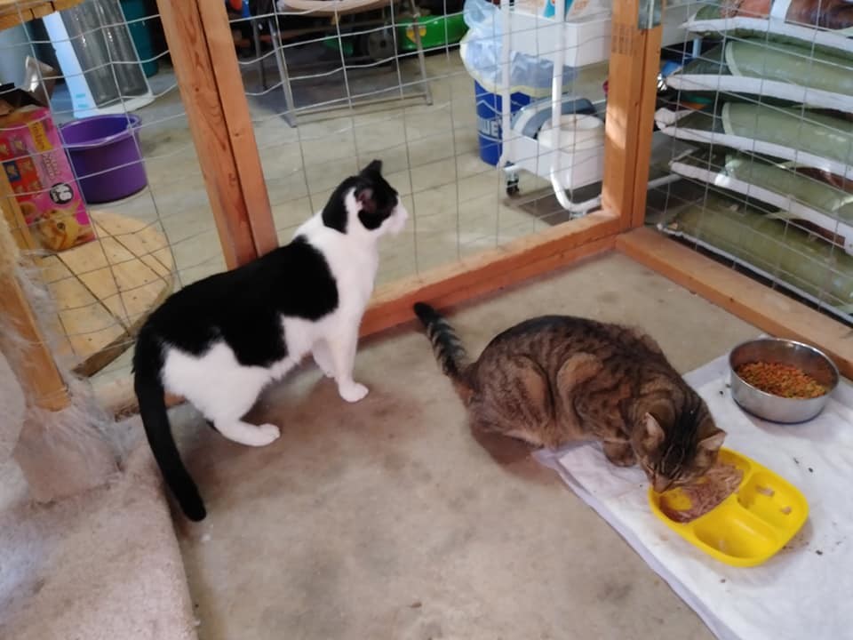 Buster, a Adoptable mixed breed in Watkinsville, GA image 5/10