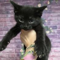 Enlarge Pizza, a Adoptable mixed breed in Fort Collins, CO image 1/1