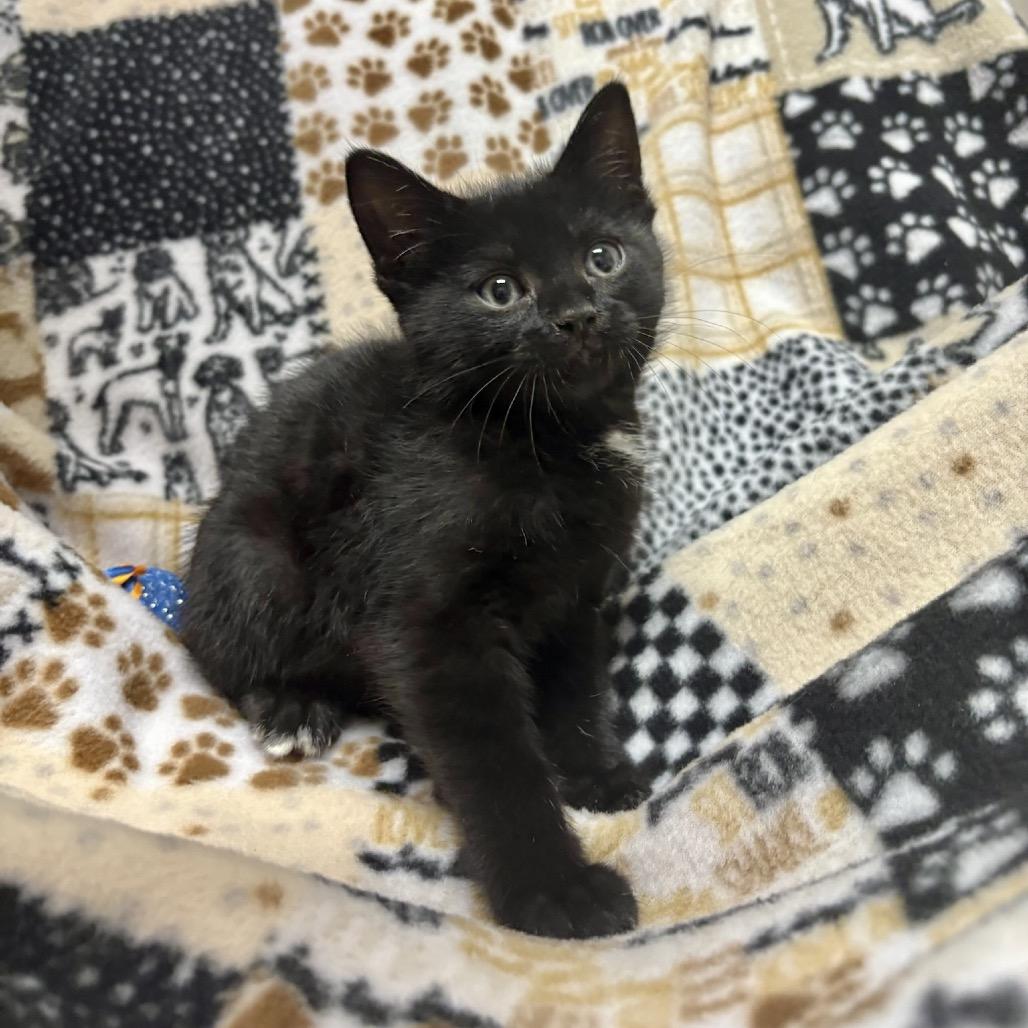 Enlarge Pizza, a Adoptable mixed breed in Fort Collins, CO image 2/3
