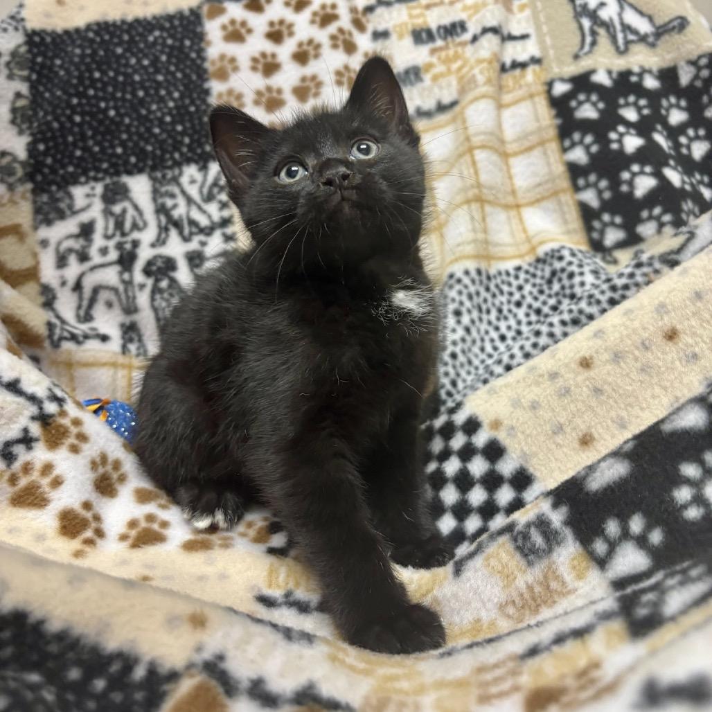Enlarge Pizza, a Adoptable mixed breed in Fort Collins, CO image 3/3