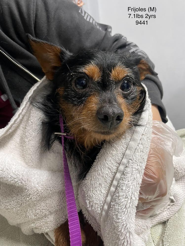 FRIJOLES 9441, Adoptable, Adult Male Terrier.