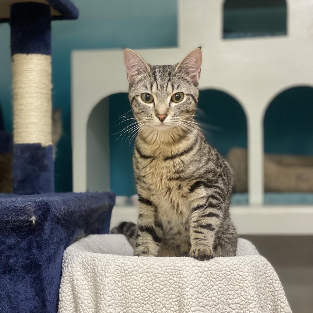 George Little, a Adoptable Domestic Short Hair in Spokane, WA image 1/4