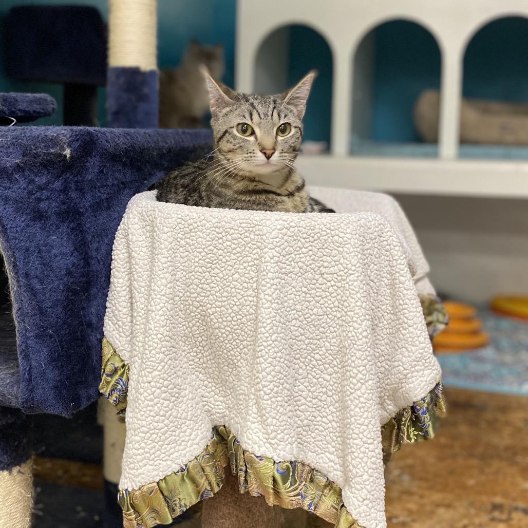 George Little, a Adoptable Domestic Short Hair in Spokane, WA image 2/4