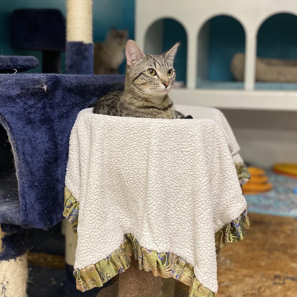 George Little, a Adoptable Domestic Short Hair in Spokane, WA image 3/4