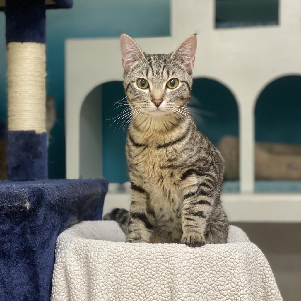 George Little, a Adoptable Domestic Short Hair in Spokane, WA image 4/4