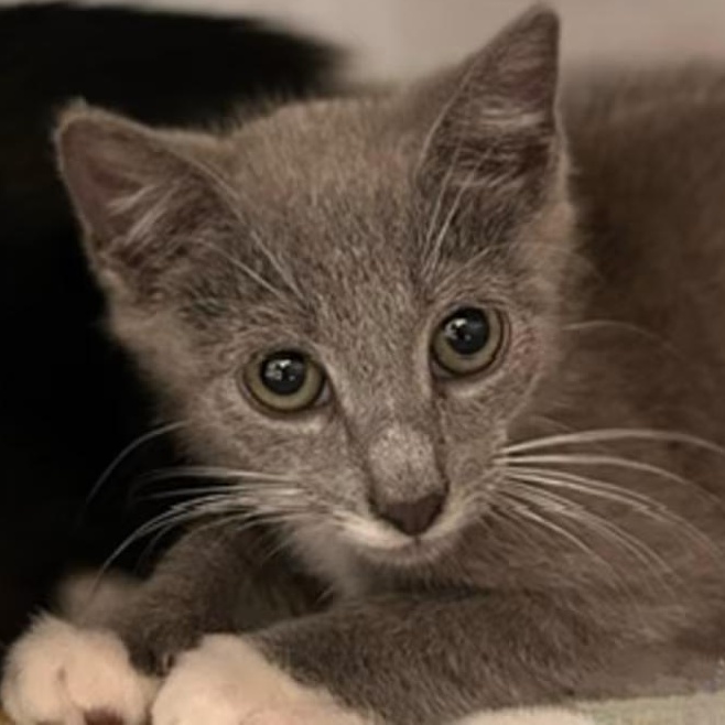 Ash, Adoptable, Young Male Domestic Short Hair.