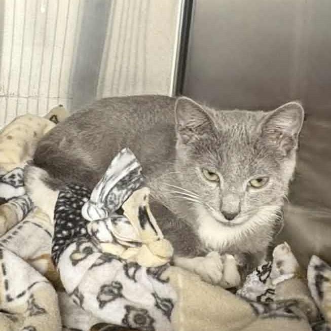 Ash, a Adoptable Domestic Short Hair image 2/2