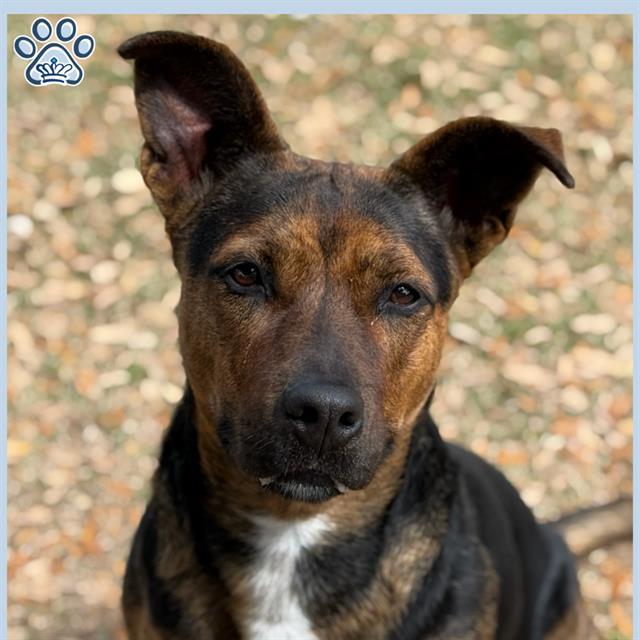 STACEY, Adoptable, Adult Female Staffordshire Bull Terrier & Australian Cattle Dog / Blue Heeler.