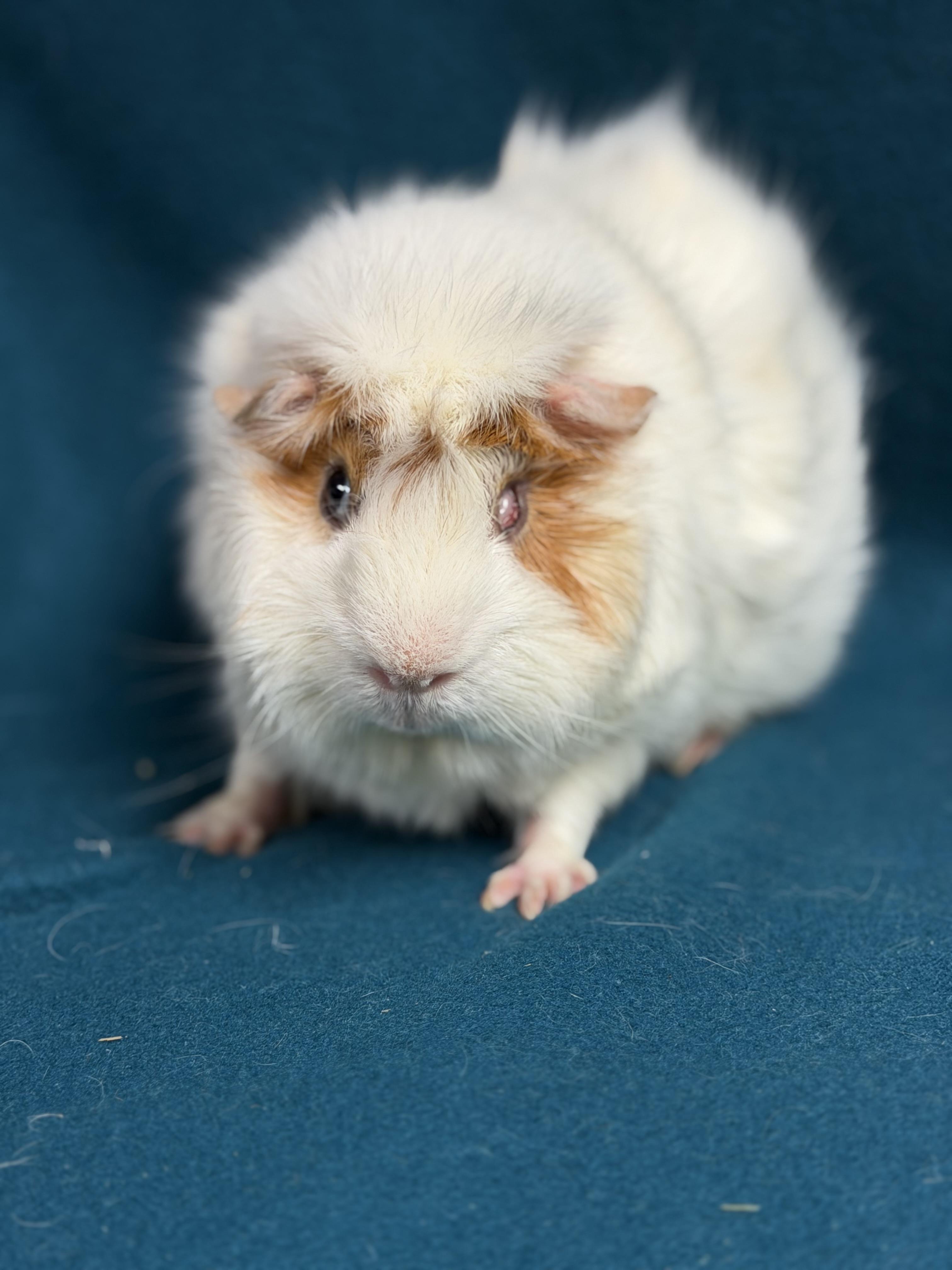 Oscar, an adoptable Guinea Pig in Edinburg, PA image 6/6